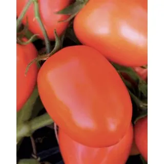 Compra TOMATE RIO FOUR Pildorado (5.000 Semillas). en la tienda online Fito Agrícola