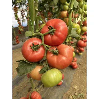 Compra TOMATE ROSASTELLA F1 (1.000 Semillas). en la tienda online Fito Agrícola