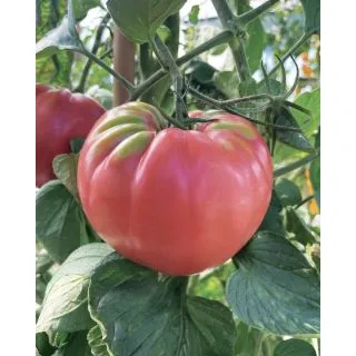 Compra TOMATE ROSETANO F1 (1.000 Semillas). en la tienda online Fito Agrícola