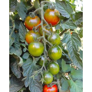 Compra TOMATE SARDOS F1 Pildorado (1.000 Semillas). en la tienda online Fito Agrícola