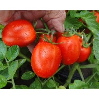 Compra TOMATE SIMBOL F1 Pildorado (25.000 Semillas). en la tienda online Fito Agrícola