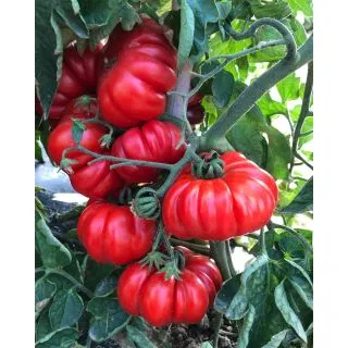 Compra TOMATE SUCCESSO F1 (1.000 Semillas). en la tienda online Fito Agrícola