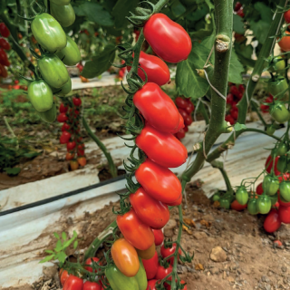 Compra TOMATE SUIT F1 (10.000 Semillas). en la tienda online Fito Agrícola