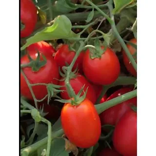 Compra TOMATE SVTM9034 F1 (100.000 Semillas). en la tienda online Fito Agrícola