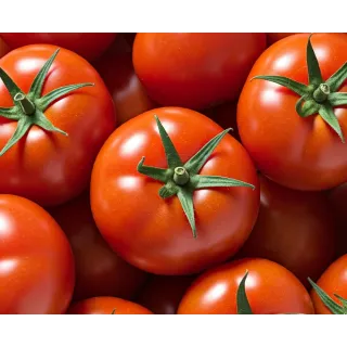 Compra TOMATE CALVI F1 (1.000 Semillas) en la tienda online Fito Agrícola