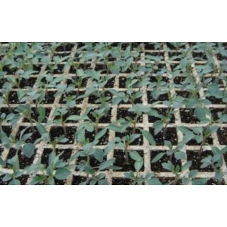 Compra TOMATE TOMAPIE F1 (1000 Semillas). en la tienda online Fito Agrícola