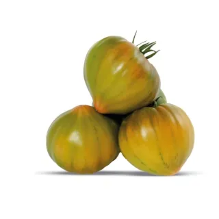 Compra TOMATE TX 2170 F1 (1.000 Semillas). en la tienda online Fito Agrícola