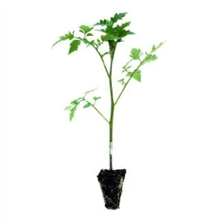 Compra TOMATE VIGOMAX F1 Pildorada (5.000 Semillas) en la tienda online Fito Agrícola