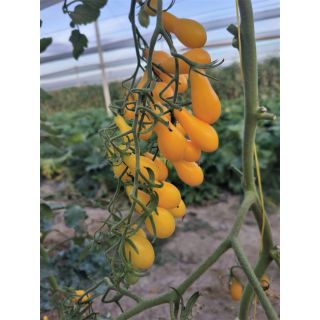 Compra TOMATE YELLOW TEAR DROP F1 (1.000 Semillas) en la tienda online Fito Agrícola