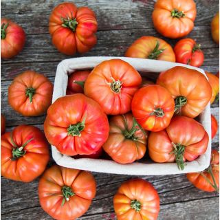 Compra TOMATE AVOA DE OSEDO MS6 en la tienda online Fito Agrícola