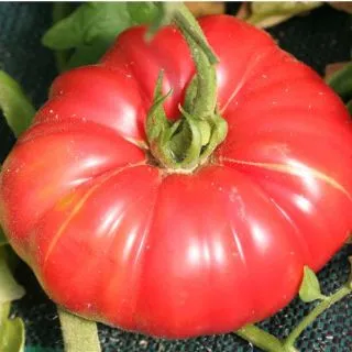 Compra TOMATE POTIRON ECARLATE AB (30 Semillas). en la tienda online Fito Agrícola