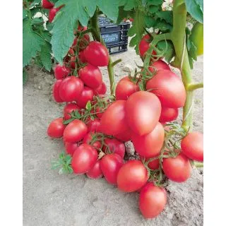 Compra TOMATE EGGHI F1 (1.000 Semillas) en la tienda online Fito Agrícola
