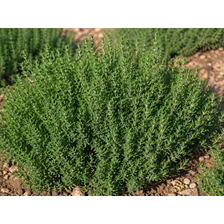 Compra CIMBRU ENGLISH WINTER Netratat (100.000 semințe) en la tienda online Fito Agrícola
