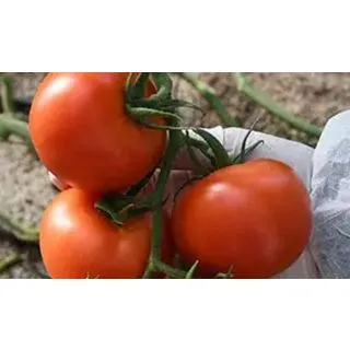 Compra TOMATE PONTAL RZ F1 (1000 Semillas). en la tienda online Fito Agrícola