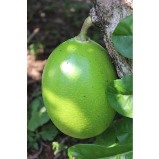 Compra TOTUMO en la tienda online Fito Agrícola