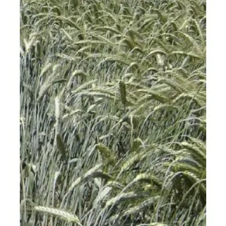 Compra TRITICALE TITERE R2 (25 Kgr.). en la tienda online Fito Agrícola