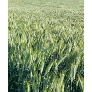 Compra TRITICALE TORCAL R2 (25 Kgr.). en la tienda online Fito Agrícola