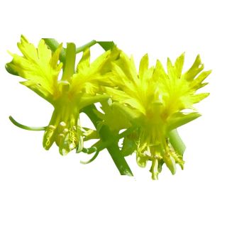 Compra FLOR DEL CANARIO CANARY AMARILLO - Comestible (50 gr.). en la tienda online Fito Agrícola