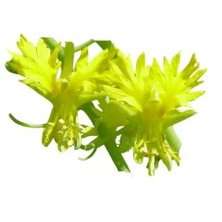 Compra FLOR DEL CANARIO CANARY AMARILLO - Comestible (50 gr.). en la tienda online Fito Agrícola