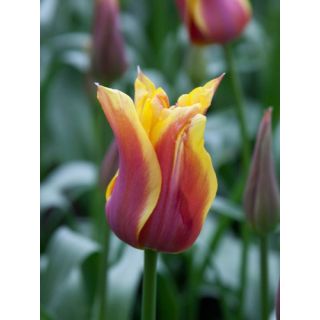 Compra TULIPÁN SONNET (100 Unid.) en la tienda online Fito Agrícola