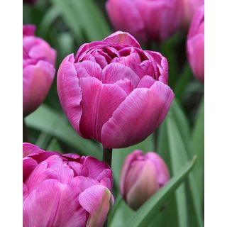 Compra TULIPÁN BLUE DIAMOND (100 Unid.) en la tienda online Fito Agrícola