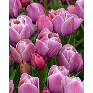 Compra TULIPÁN BLUE HEAVEN (100 Unid.). en la tienda online Fito Agrícola