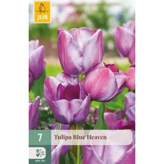 Compra TULIPÁN BLUE HEAVEN en la tienda online Fito Agrícola