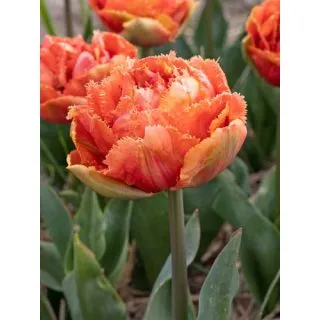 Compra TULIPÁN BRISBANE (100 Unid.). en la tienda online Fito Agrícola