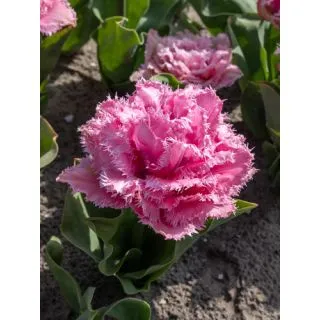 Compra TULIPÁN CAIRNS (100 Unid.). en la tienda online Fito Agrícola