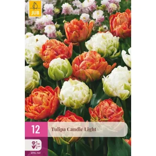 Compra TULIPÁN CANDLE LIGHT XXL en la tienda online Fito Agrícola