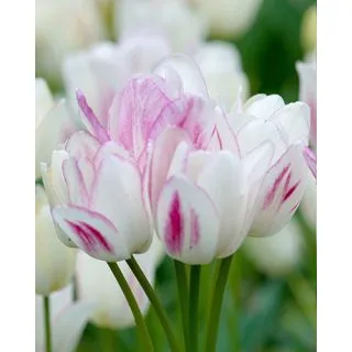 Compra TULIPÁN CANDY CLUB (100 Unid.). en la tienda online Fito Agrícola