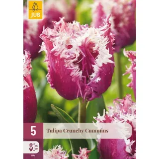 Compra TULIPÁN CRUNCHY CUMMINS en la tienda online Fito Agrícola