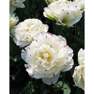 Compra TULIPÁN DANCELINE (100 Unid.). en la tienda online Fito Agrícola