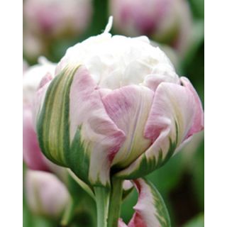 Compra TULIPÁN ICE CREAM (100 Unid.). en la tienda online Fito Agrícola