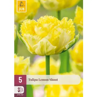 Compra TULIPÁN LEMON SHOOT en la tienda online Fito Agrícola