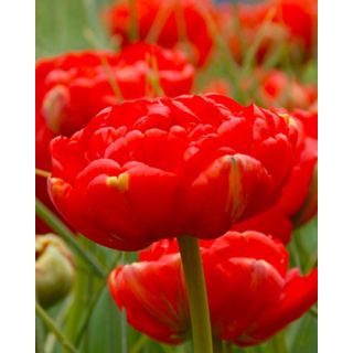 Compra TULIPÁN MIRANDA (100 Unid.) en la tienda online Fito Agrícola