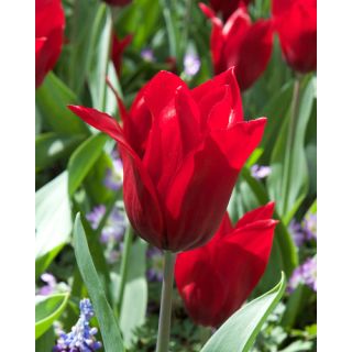 Compra TULIPÁN PRETTY WOMAN (100 Unid.). en la tienda online Fito Agrícola