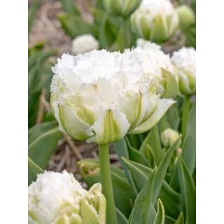 Compra TULIPÁN SNOW CRYSTAL (100 Unid.). en la tienda online Fito Agrícola