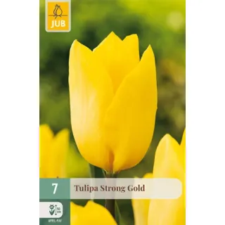 Compra TULIPÁN STRONG GOLD en la tienda online Fito Agrícola