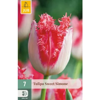Compra TULIPÁN SWEET SIMONE en la tienda online Fito Agrícola