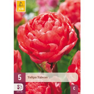 Compra TULIPÁN TAIWAN en la tienda online Fito Agrícola