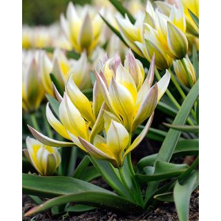 Compra TULIPÁN TARDA DASYSTEMON (100 Unid.). en la tienda online Fito Agrícola