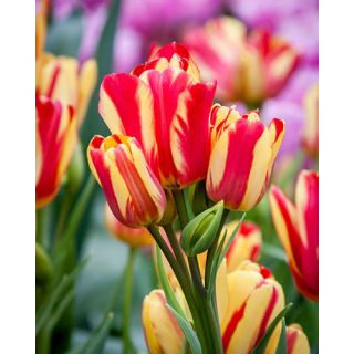 Compra TULIPÁN WONDER CLUB (100 Unid.). en la tienda online Fito Agrícola