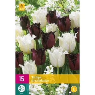 Compra TULIPÁN BREAKDANCE XXL en la tienda online Fito Agrícola