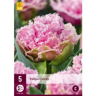 Compra TULIPÁN CAIRNS en la tienda online Fito Agrícola