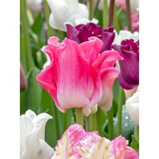 Compra TULIPÁN CROWN OF DYNASTY (100 Unid.) en la tienda online Fito Agrícola