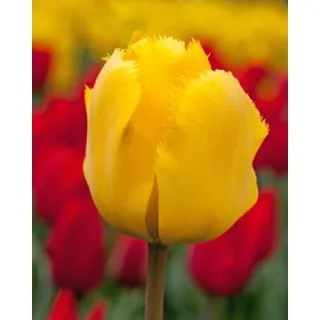 Compra TULIPÁN CRYSTAL STAR (100 Unid.) en la tienda online Fito Agrícola