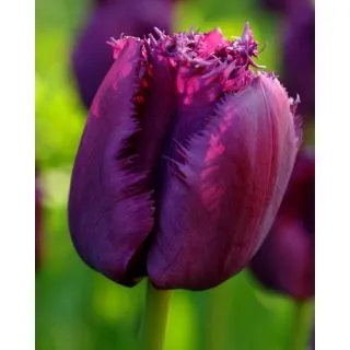 Compra TULIPÁN CURLY SUE (100 Unid.) en la tienda online Fito Agrícola