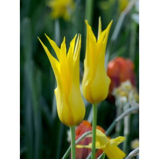 Compra TULIPÁN FLASHBACK (100 Unid.) en la tienda online Fito Agrícola