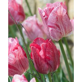 Compra TULIPÁN HEMISPHERE (100 Unid.) en la tienda online Fito Agrícola